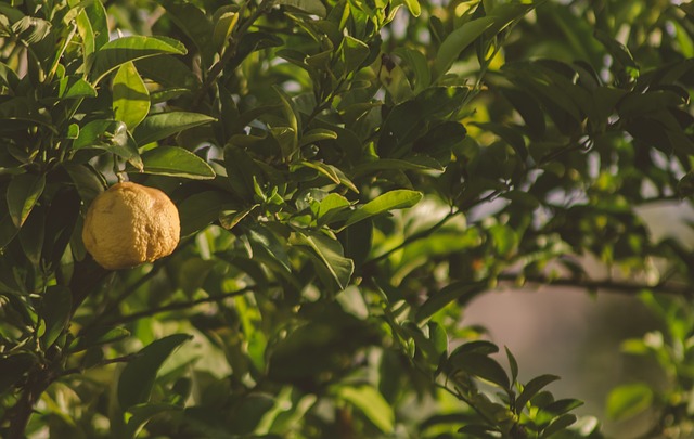 Citrontræets historie: Fra eksotisk frugt til populær pyntegenstand i danske haver