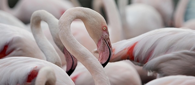 Flamingobrænding: En farverig og kreativ hobby