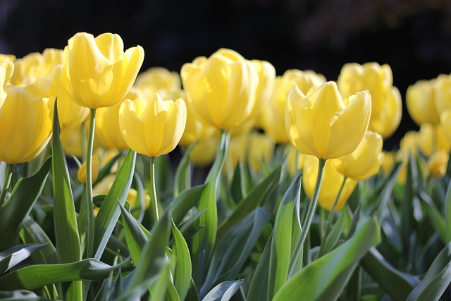 Opdag de 7 mest populære tulipansorter til din have