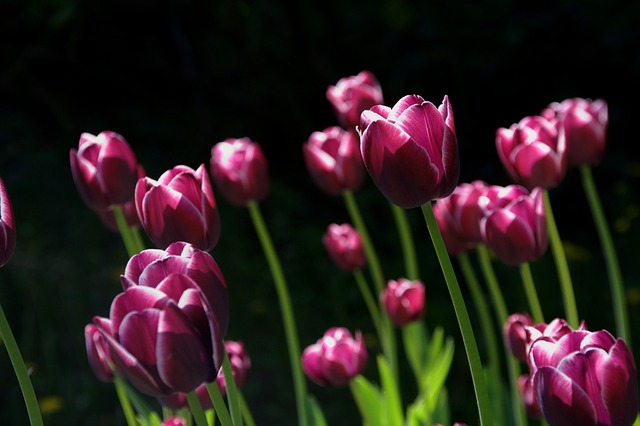 Fra knop til blomst: Fascinerende livscyklus af tulipantræet