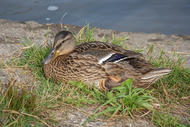 Krydsord for begyndere: Få styr på de klassiske ledetråde